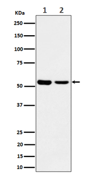 AAMP Rabbit mAb [KD Validated]