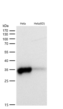 MDH2 Rabbit Monoclonal Antibody