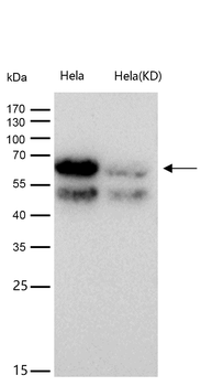 PCTAIRE1 Rabbit mAb [KD Validated] Antibody