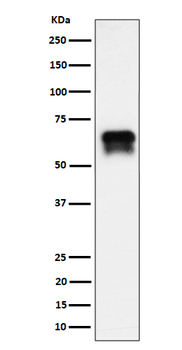 PCTAIRE1 Rabbit mAb [KD Validated] Antibody