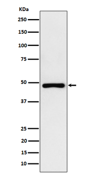 PAH Rabbit mAb Antibody