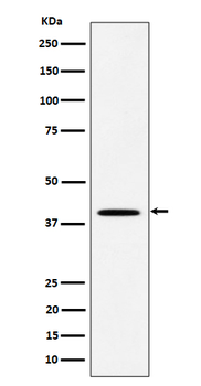DLX3 Rabbit mAb Antibody