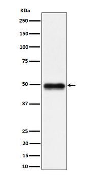 NgR3 Rabbit mAb Antibody