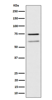 WDR1 Rabbit mAb Antibody