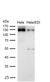 TRIM24 Rabbit mAb [KD Validated]