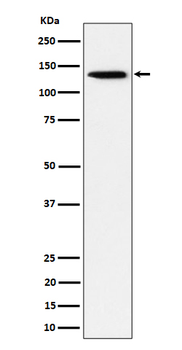 TRIM24 Rabbit mAb [KD Validated]