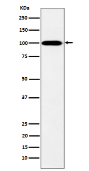 MYO19 Rabbit mAb Antibody
