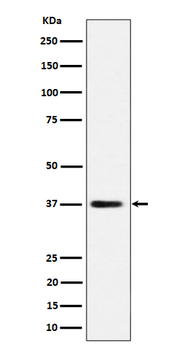 MRPS31 Rabbit Monoclonal Antibody