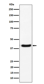 GNAI2 Rabbit mAb Antibody