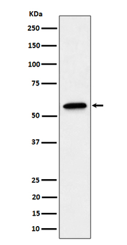 SF3A3 Rabbit Monoclonal Antibody