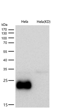 DNAJC12 Rabbit mAb [KD Validated] Antibody
