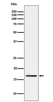 RBM3 Rabbit mAb Antibody