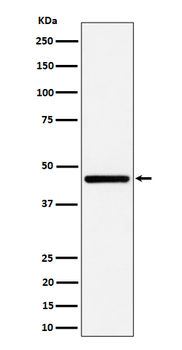 GNA13 Rabbit mAb Antibody
