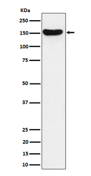 HDLBP Rabbit Monoclonal Antibody