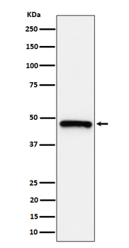 ING1 Rabbit mAb Antibody
