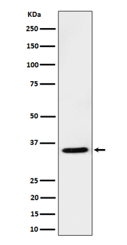 USF1 Rabbit mAb Antibody