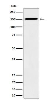 HDLBP Rabbit Monoclonal Antibody