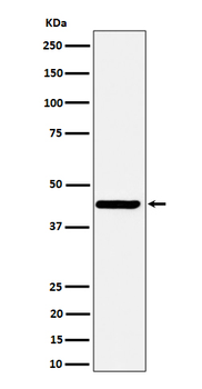 Nodal Rabbit mAb Antibody