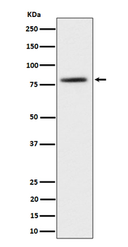 TORC2 Rabbit Monoclonal Antibody