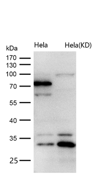Cip4 Rabbit mAb [KD Validated]