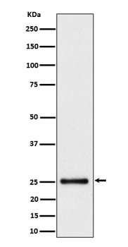 HMG4 Rabbit Monoclonal Antibody