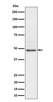 Nck2 Rabbit mAb Antibody