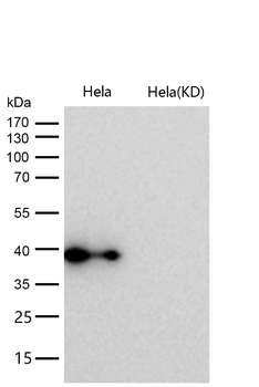 FDPS Rabbit mAb [KD Validated] Antibody