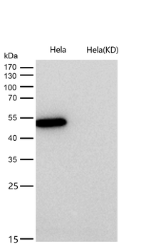 GRSF1 Rabbit mAb [KD Validated] Antibody