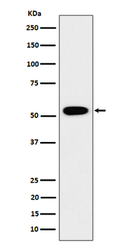 GRSF1 Rabbit mAb [KD Validated]