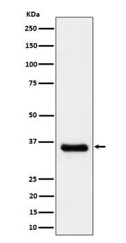 Cyclin H/p34 Rabbit mAb Antibody