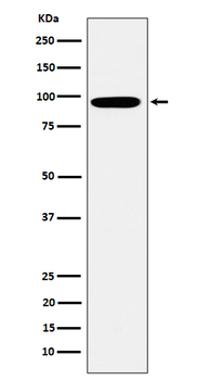 Epsin 1 Rabbit Monoclonal Antibody