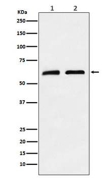 CLPX Rabbit mAb Antibody