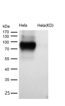 CD44 Rabbit mAb [KD Validated]