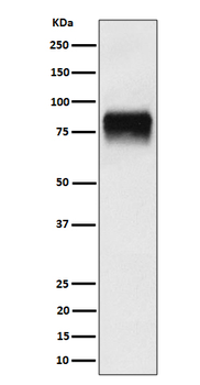 CD44 Rabbit mAb [KD Validated]