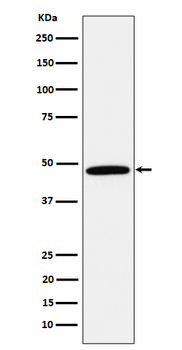 Calumenin Rabbit Monoclonal Antibody