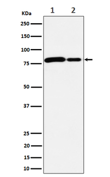 MMUT Rabbit mAb [KD Validated] Antibody