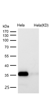 Syntaxin 16 Rabbit mAb [KD Validated] Antibody