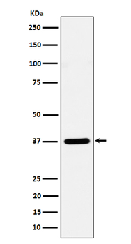 Syntaxin 16 Rabbit mAb [KD Validated]