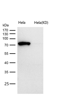 MUTA Rabbit mAb [KD Validated] Antibody