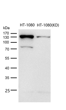 RASA1 Rabbit mAb [KD Validated] Antibody