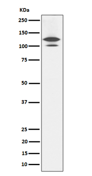 RASA1 Rabbit mAb [KD Validated]