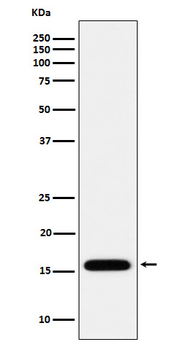 MGST1 Rabbit mAb Antibody