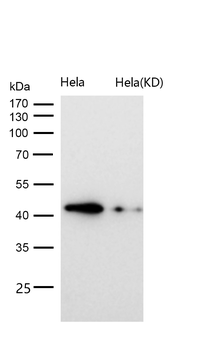 TDP43 Rabbit mAb [KD Validated]