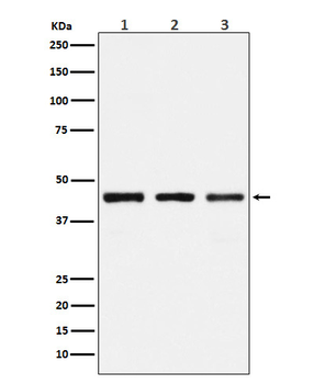 PGD Rabbit mAb Antibody
