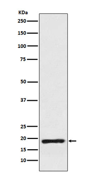 Cofilin Rabbit mAb Antibody