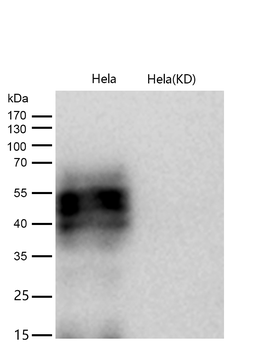 CD147 Rabbit mAb [KD Validated]