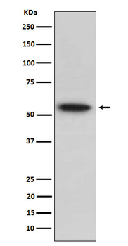 TRAF2 Rabbit mAb Antibody
