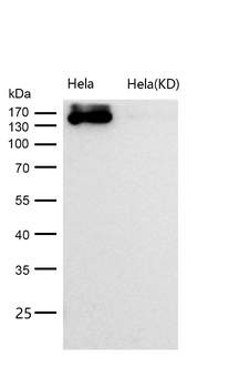 SUPT5H Rabbit mAb [KD Validated] Antibody