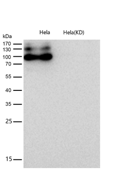 APLP2 Rabbit mAb [KD Validated] Antibody