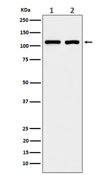 eIF3B Rabbit Monoclonal Antibody